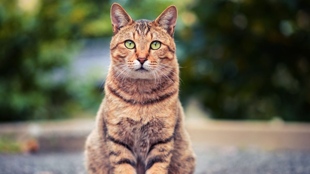 O mercado é o gato